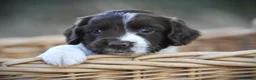 English Springer Spaniel dogs for sale: English springer spaniel puppies  in Exeter - Advert 15