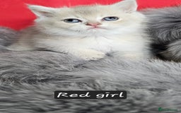 British Shorthair cats for sale: BSH GOLDEN KITTENS - Advert 5