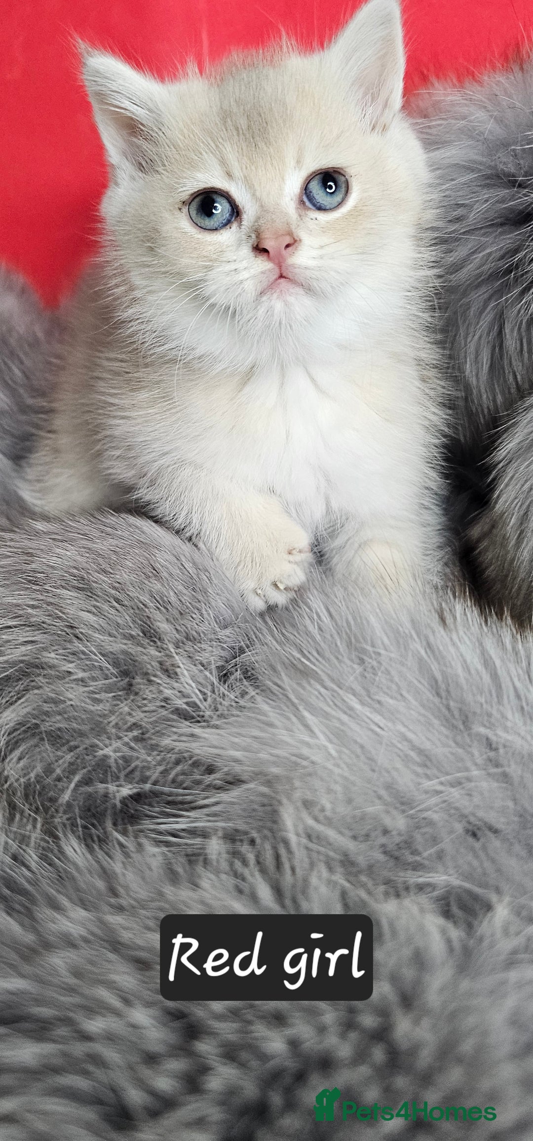 British Shorthair cats for sale: BSH GOLDEN KITTENS - Advert 5