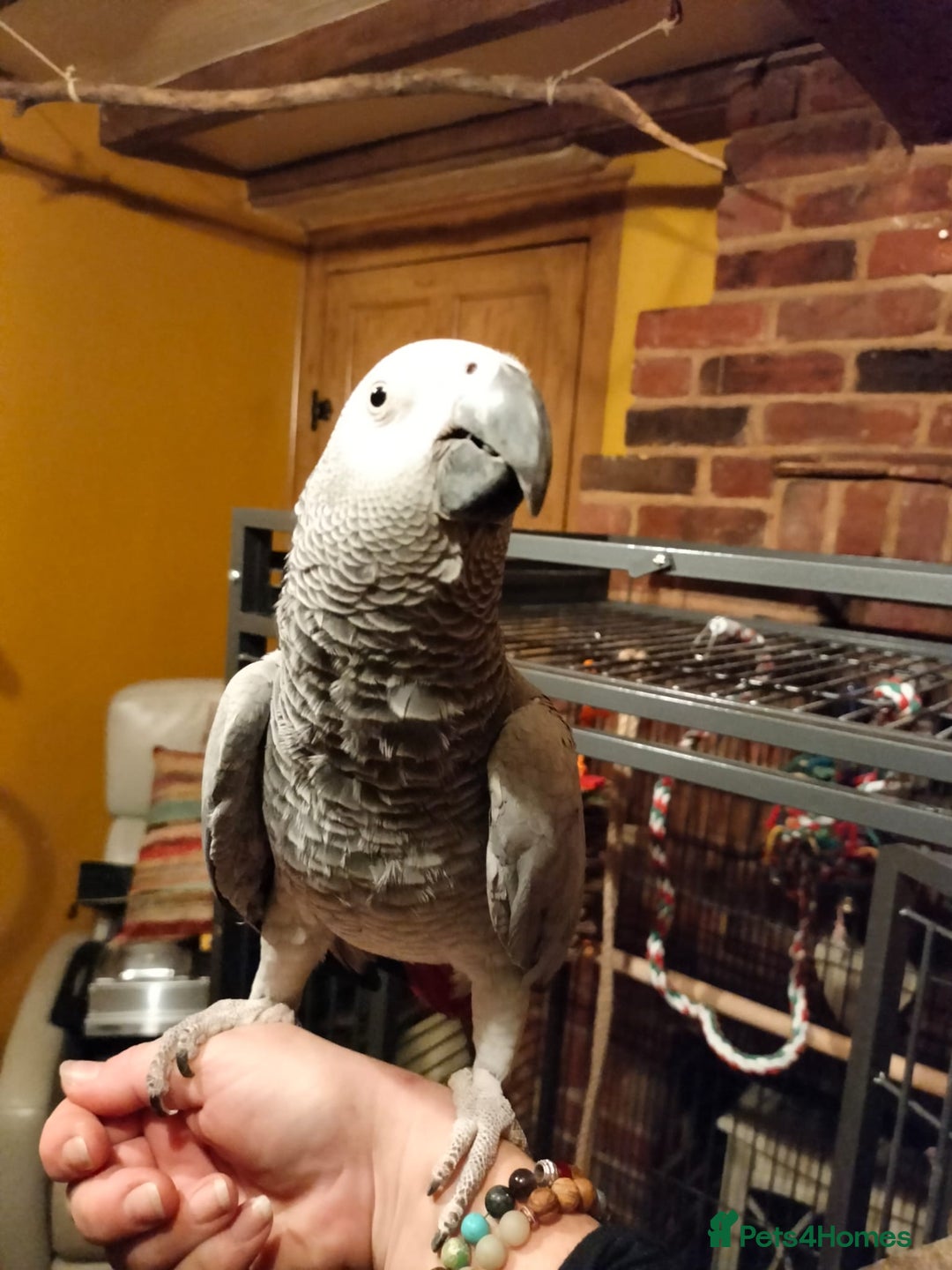 Parrots birds for sale: African Grey Parrot - Image 3