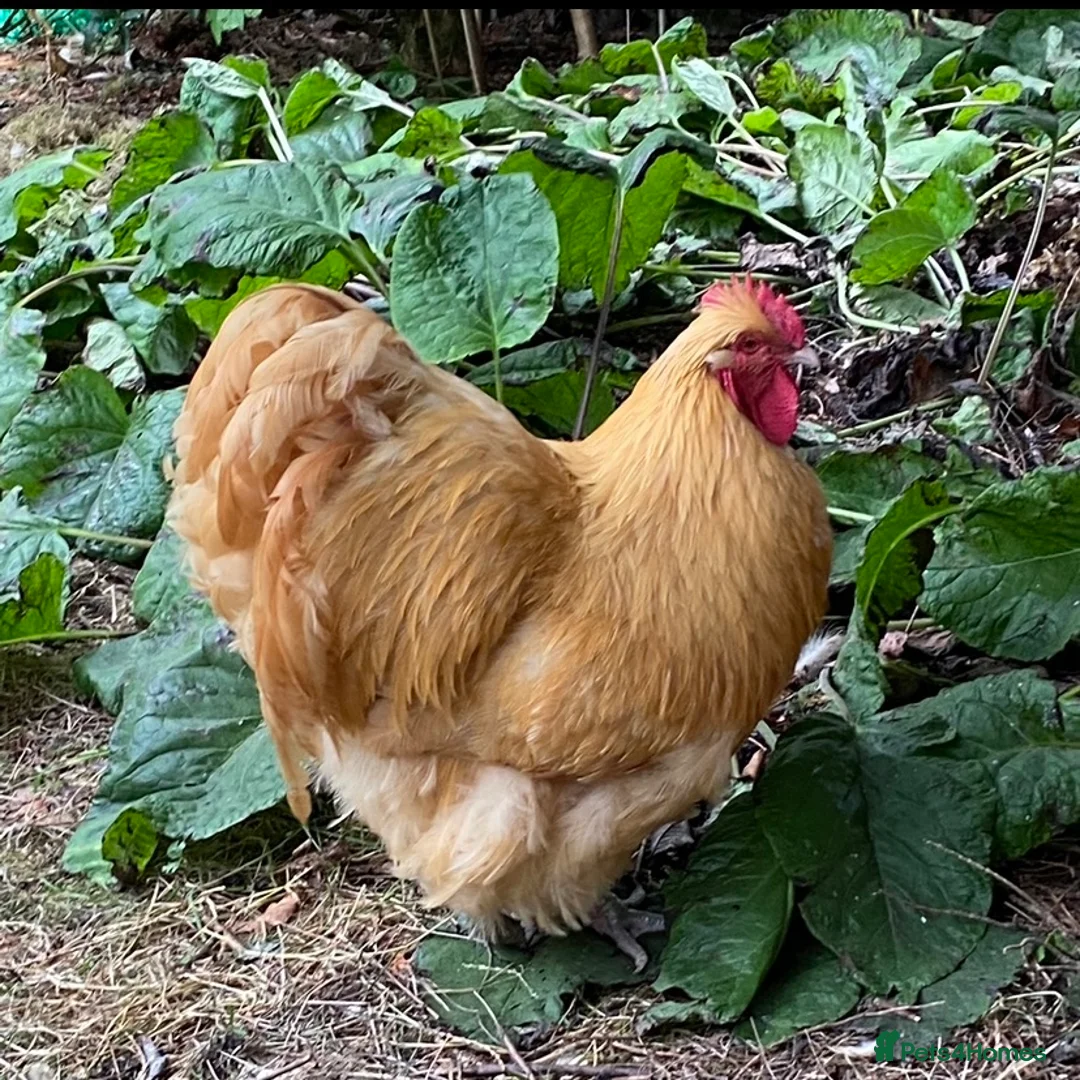 Mixed Breed livestock for sale: Orpington,Brahma,Wyandotte,Polish,Barnevelder Eggs - Advert 14