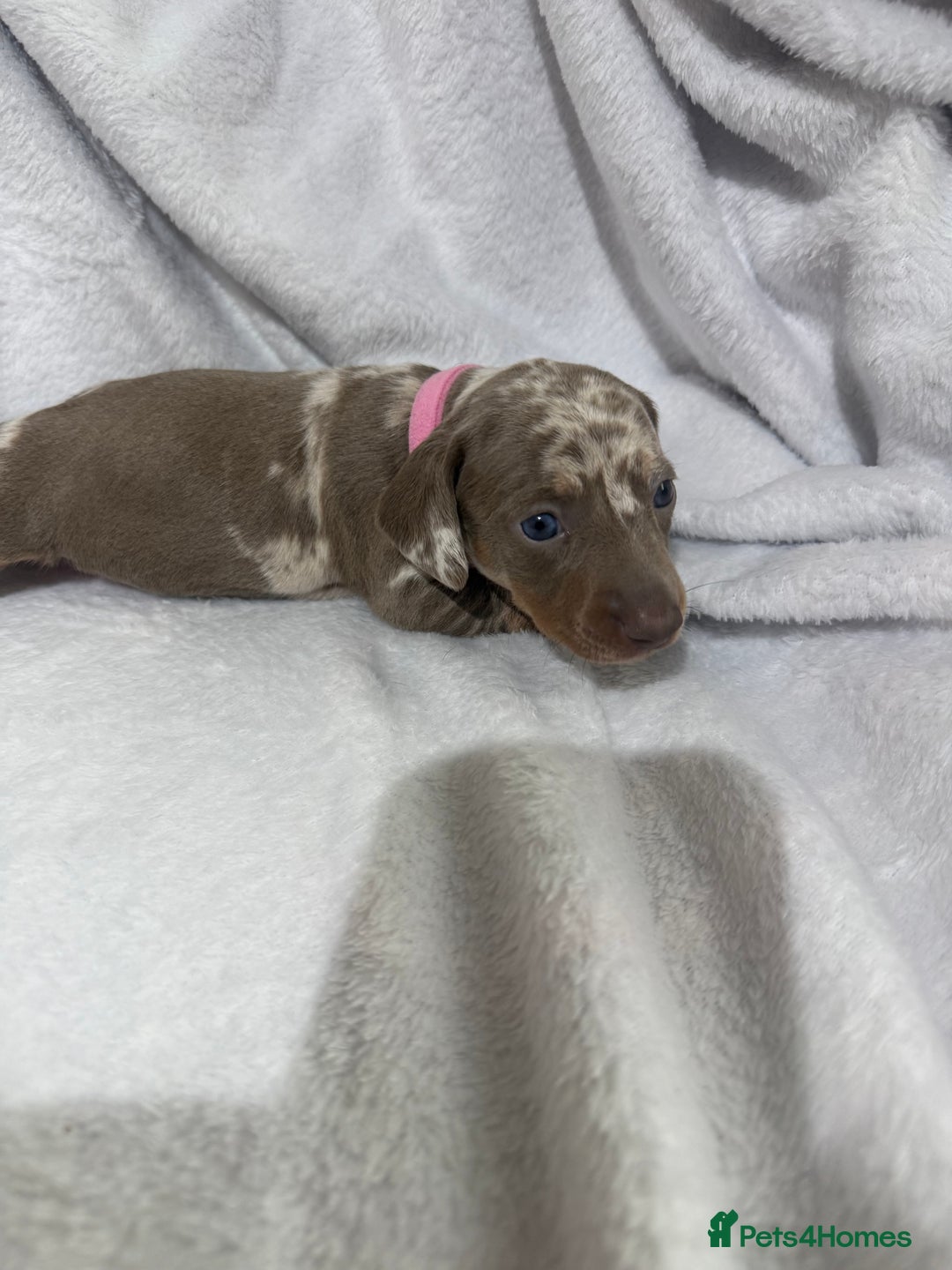 Dachshund dogs for sale: 4 dachshund puppies all females - Advert 15