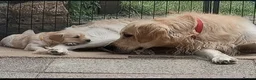 Golden Retriever dogs for stud: RKC Kensesqui Karamel Sutra - Advert 17