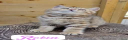 British Longhair cats for sale: 🧡🧸1 British Tabby SH Cutie 🍬🏡🥰 - Advert 11