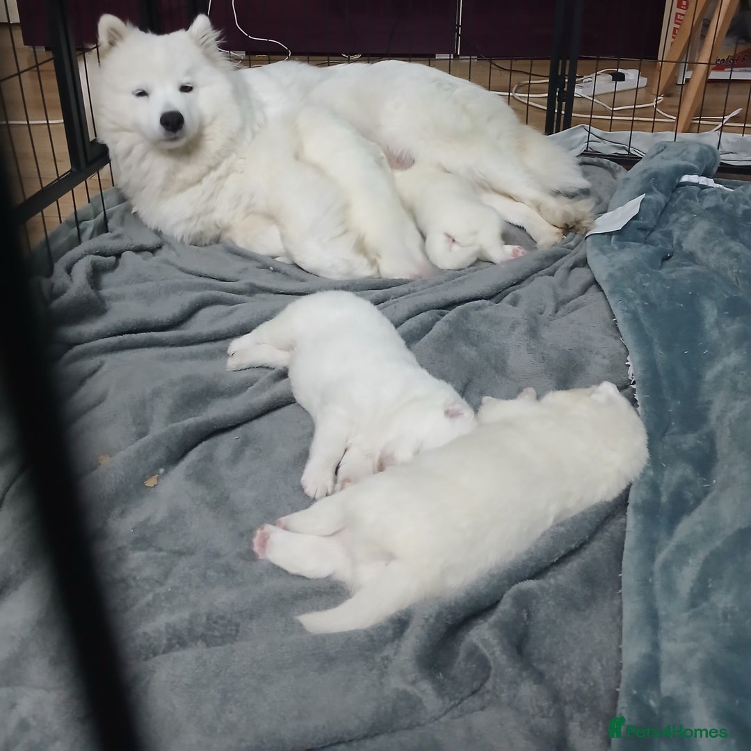 Samoyed dogs for sale: Puppies - Image 3