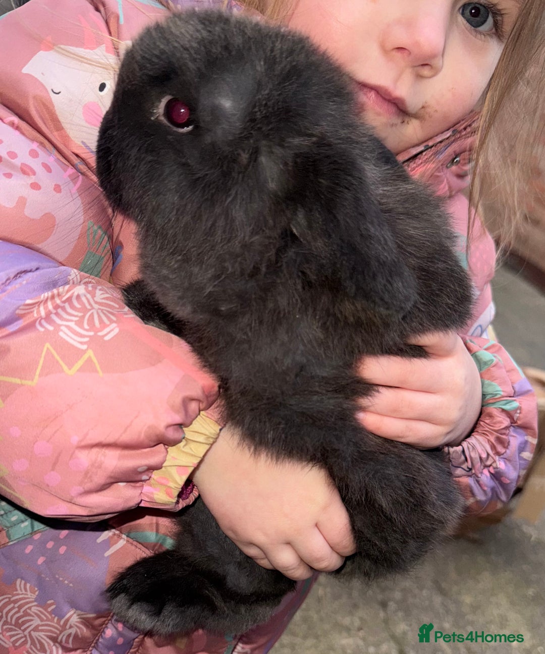 Mini Lop rabbits for sale: Exceptional BRC mini lops  - Advert 15