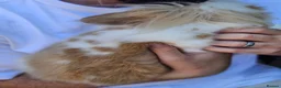 Mini Lop rabbits for sale: Chocolate Tort Butterfly Lion Lop  - Advert 5