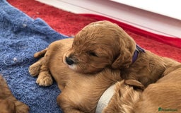Cavapoo dogs for sale: 5⭐️ F1B Cavapoo’s - Image 3