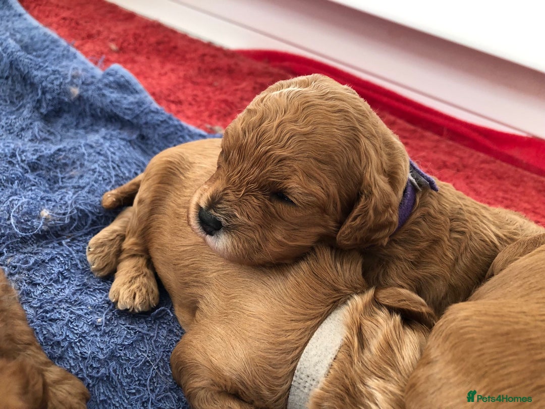 Cavapoo dogs for sale: 5⭐️ F1B Cavapoo’s - Image 3