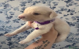 Mixed Breed dogs for sale: Beautiful Puppies looking for their forever home♥️ - Image 6