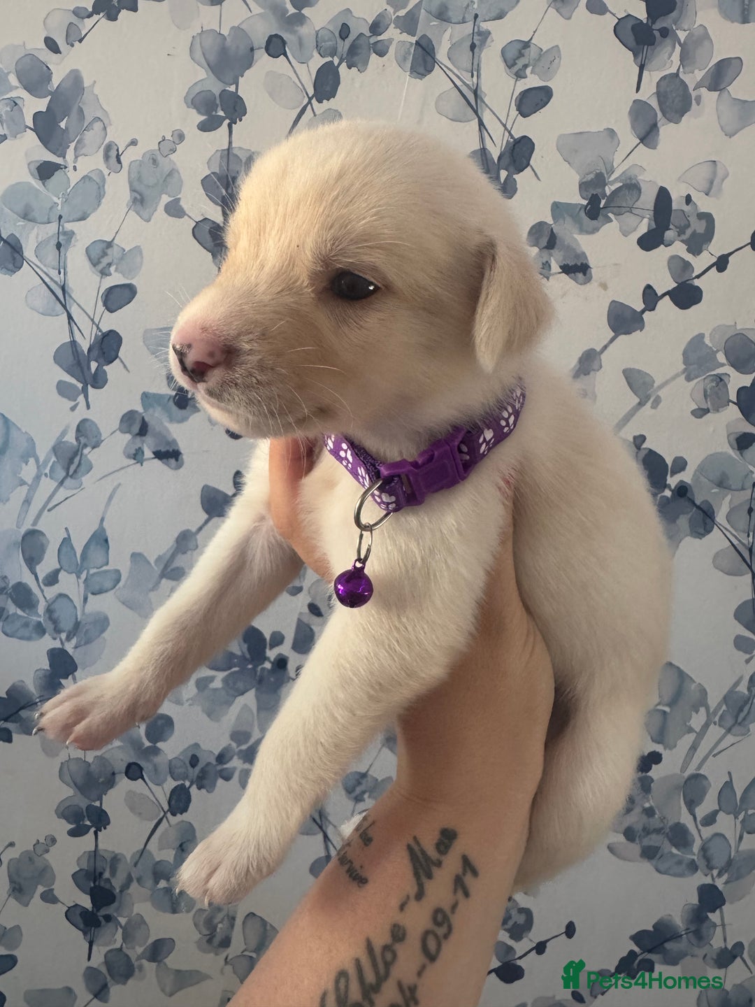 Mixed Breed dogs for sale: Beautiful Puppies looking for their forever home♥️ - Image 6