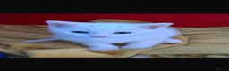 Turkish Angora cats for sale: Beautiful Tr anorgas for sale - Advert 7