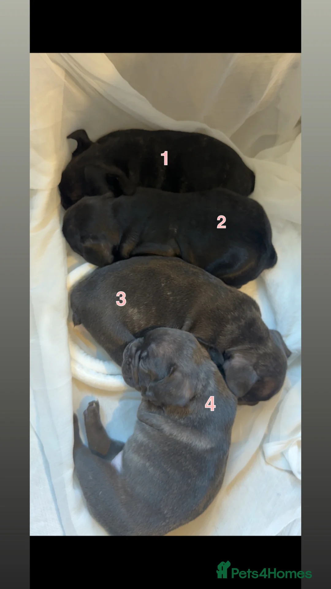 French Bulldog dogs for sale: French Bulldog girls - Advert 1