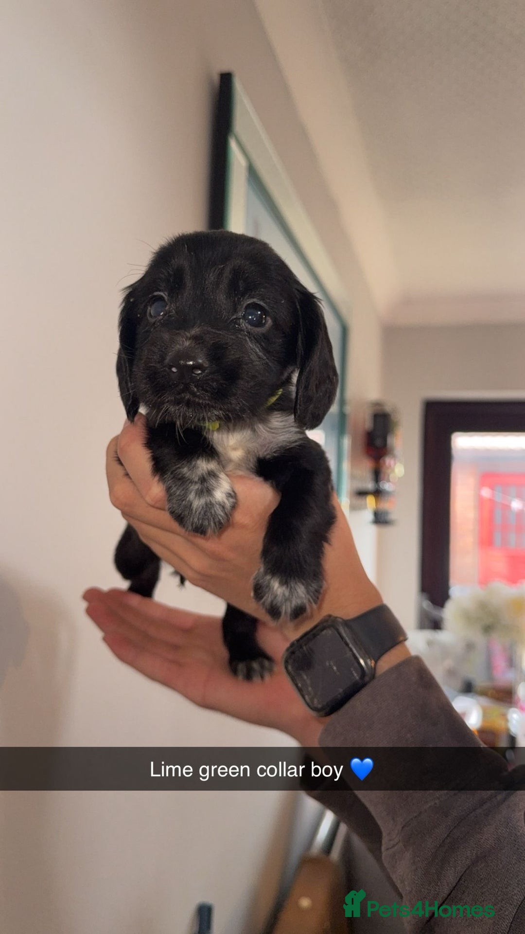 Cocker Spaniel dogs for sale: Cocker spaniel puppies  - Image 10