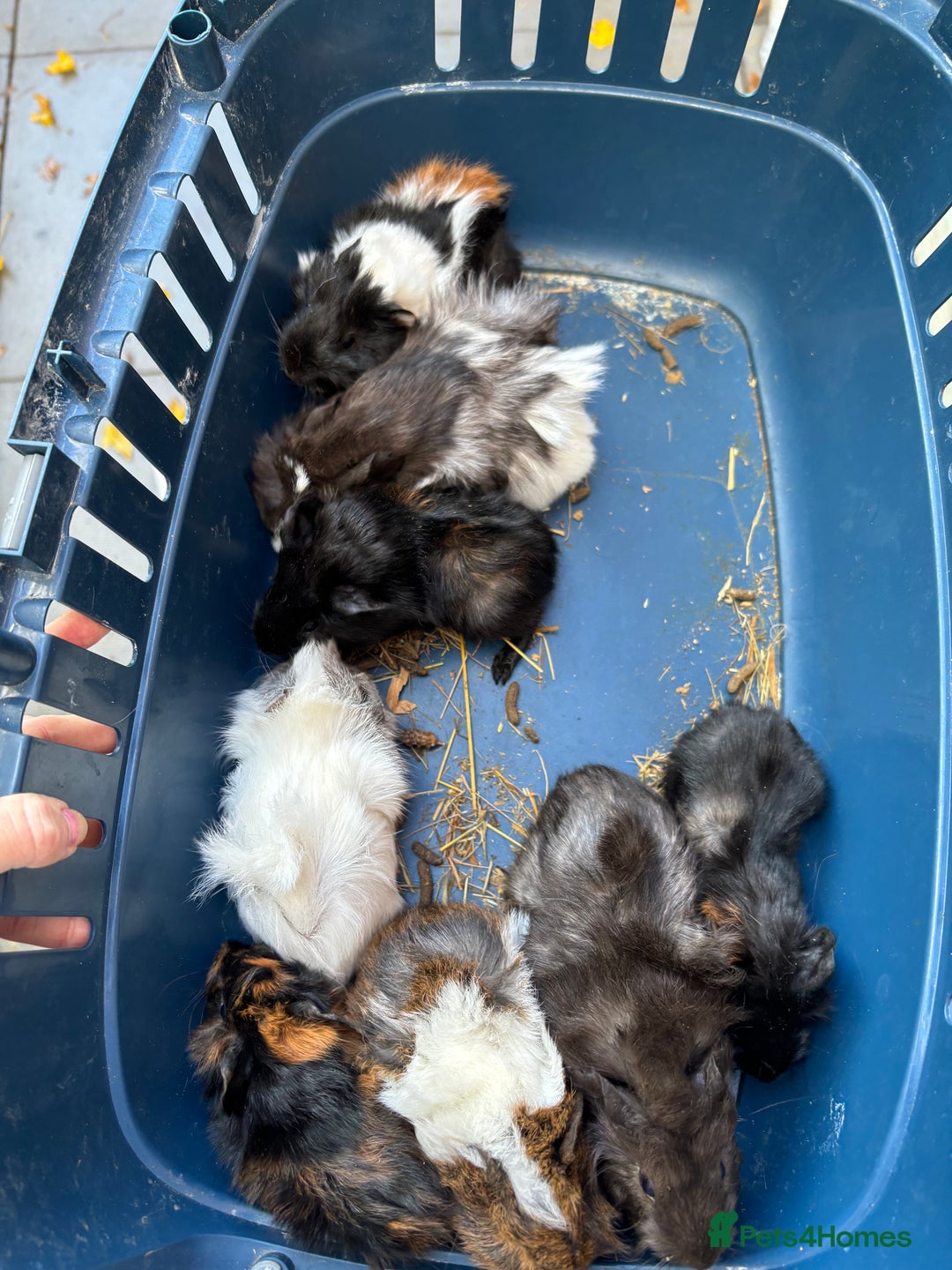 Guinea Pig rodents for sale: 8 week old and 10month old boys and girls - Image 18