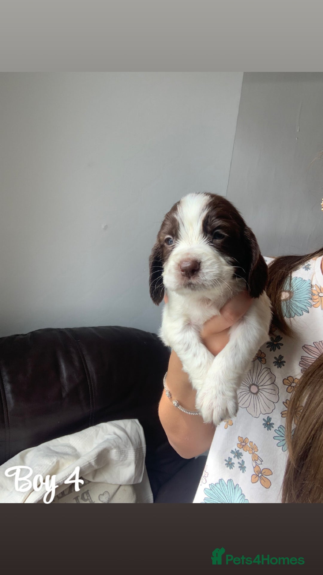 Cocker Spaniel dogs for sale: Cocker spaniel pups - Image 6