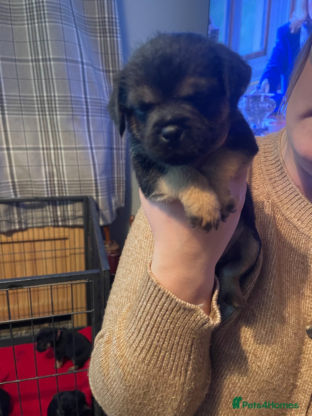 Border Terrier dogs for sale: Border Terrier Pups - Advert 36