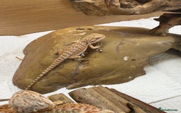 Bearded Dragon reptiles for sale: 🔥🔥🔥 BABY BEARDED DRAGONS 🔥🔥🔥 - Image 10