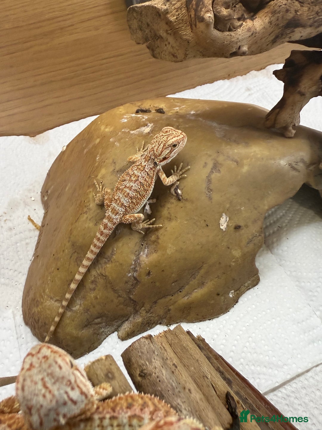 Bearded Dragon reptiles for sale: 🔥🔥🔥 BABY BEARDED DRAGONS 🔥🔥🔥 - Image 10