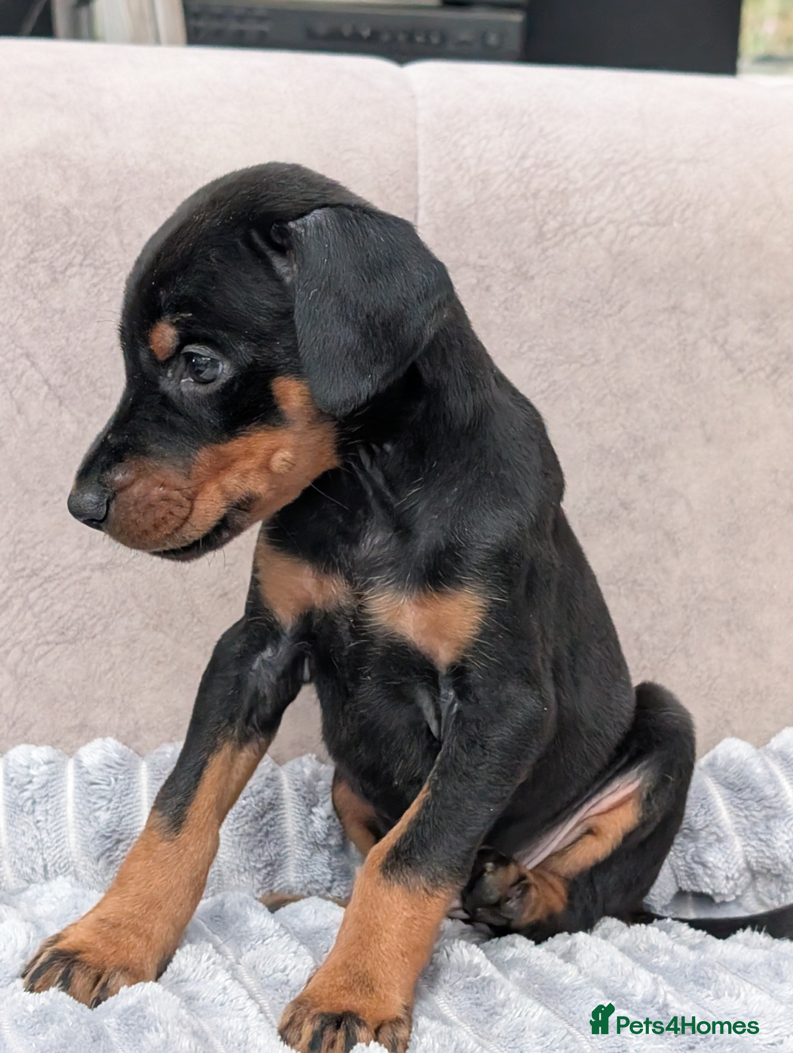 Dobermann dogs KC REGISTERED DOBERMANN PUPS – EXCEPTIONAL LITTER - Advert 2