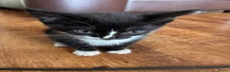 Domestic Shorthair cats for sale: Cute tabby and back and white kittens - Advert 3