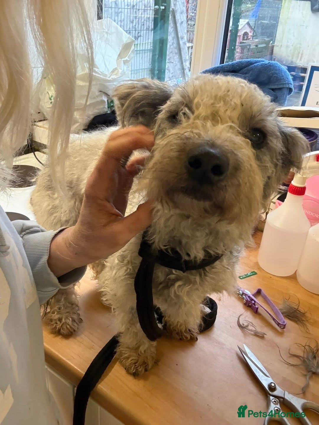 Mixed Breed dogs for adoption: Scruffy- Hingham Norfolk  - Advert 20
