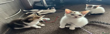 American Shorthair 1