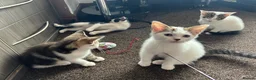 American Shorthair cats for sale: Four Kittens 💖 - Advert 7