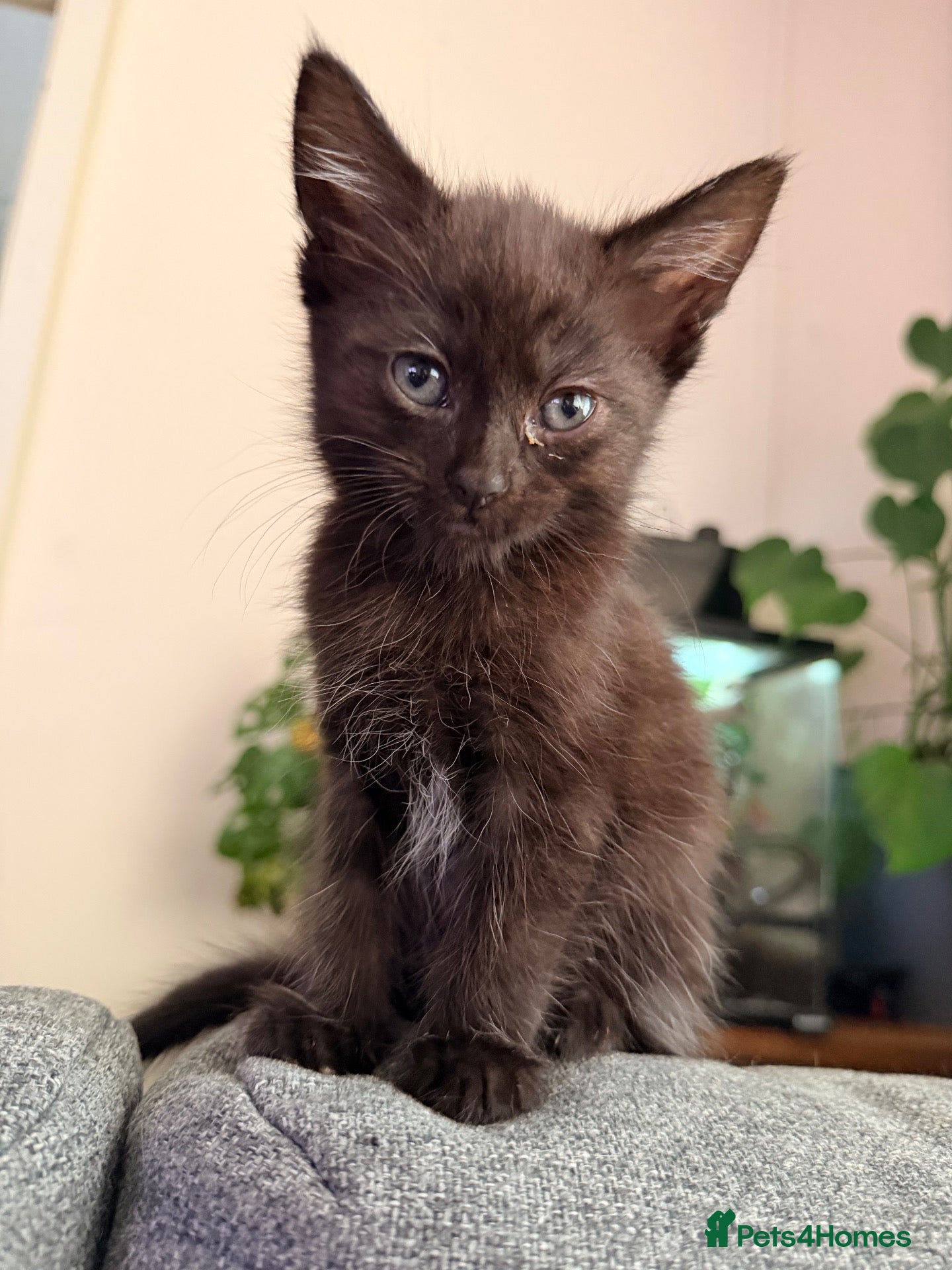 Mixed Breed cats *READY TO LEAVE NOW* Beautiful Kittens  - Advert 8