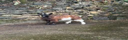 Goats livestock for sale: Female Valais blackneck goat  - Advert 3