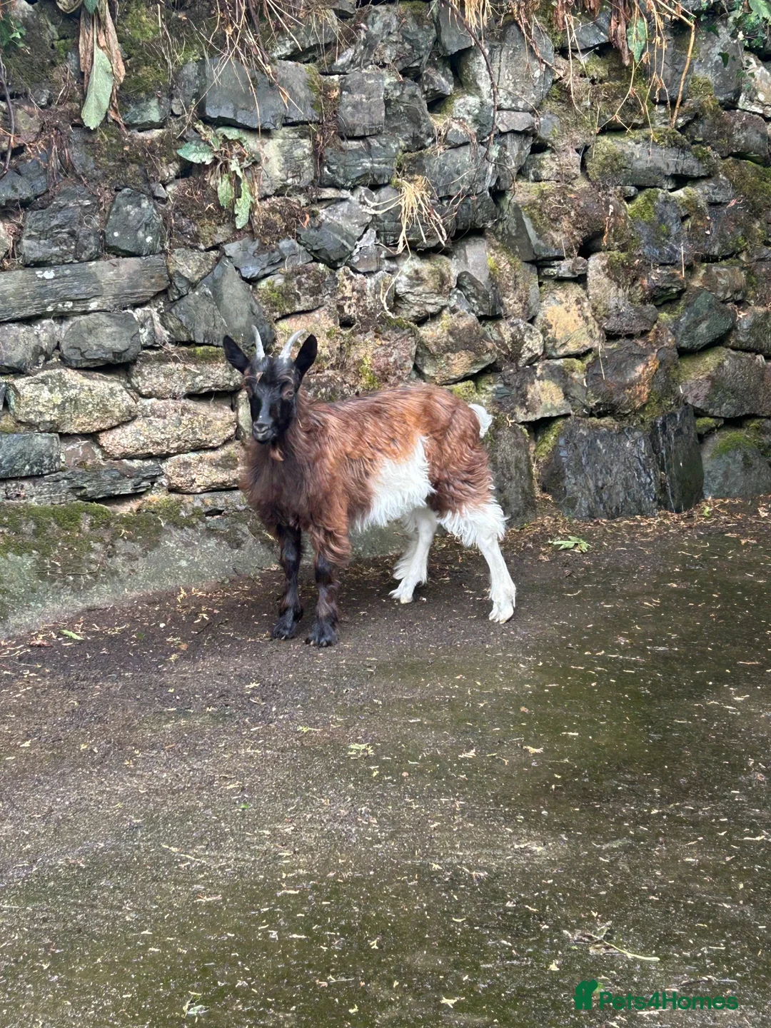Goats livestock for sale: Female Valais blackneck goat  - Advert 3