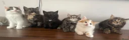 Mixed Breed cats for sale: Beautiful Black Male Kitten  in Banff - Advert 6
