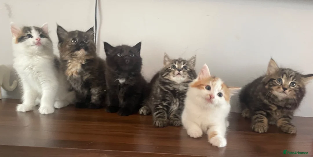 Mixed Breed cats for sale: Beautiful Black Male Kitten  in Banff - Advert 6