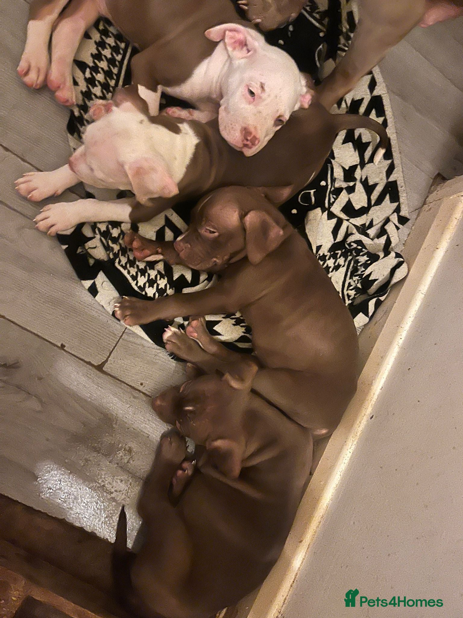 Mixed Breed dogs Mixed breed pups  - Advert 8