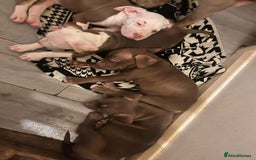 Mixed Breed dogs for sale: Mixed breed pups  - Image 1