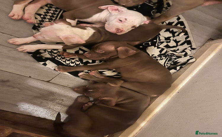 Mixed Breed dogs - Advert 2