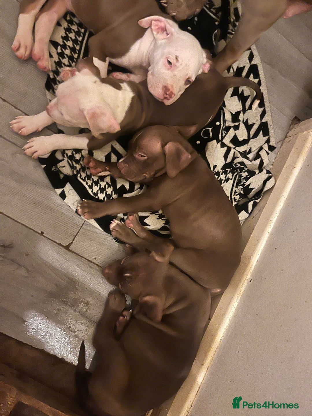 Mixed Breed dogs for sale: Mixed breed pups  - Image 1