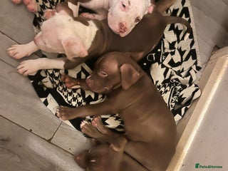 Mixed Breed dogs - Advert 5