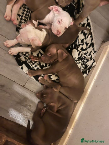 Mixed Breed dogs - Advert 2