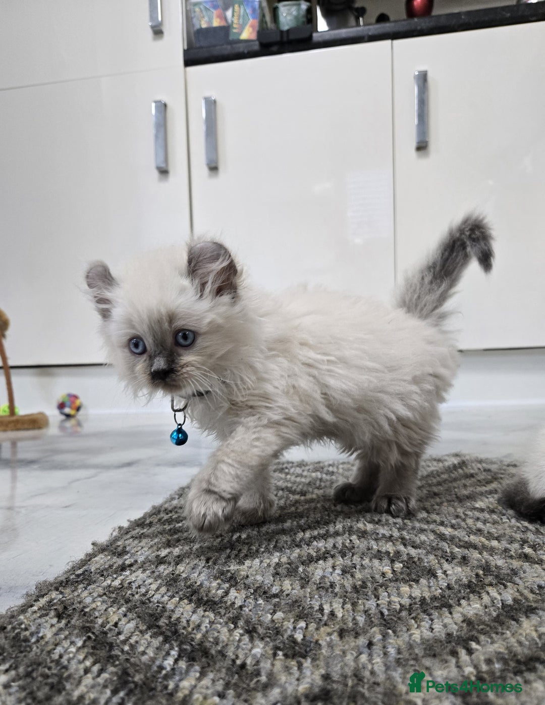 American Curl cats for sale: RARE, Unique, Affectionate American Curl Kittens!  - Advert 30