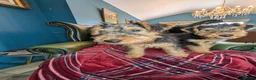Welsh Terrier dogs for sale: Outstanding Litter of Champion Line Welsh Terriers - Advert 3