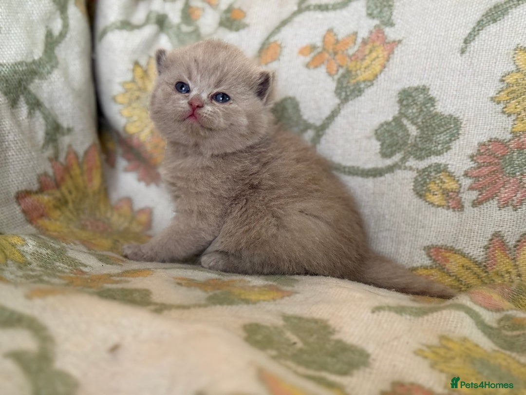 British Shorthair cats for sale: Beautiful GCCF and TICA reg British Shorthair  - Advert 4