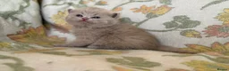 British Shorthair cats for sale: Beautiful GCCF and TICA reg British Shorthair  - Advert 4