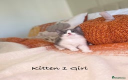 Mixed Breed cats for sale: Beautiful kittens 8 weeks old ready now  - Image 2