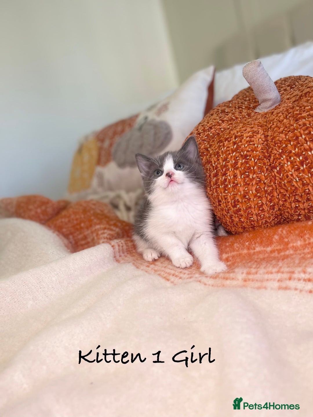 Mixed Breed cats for sale: Beautiful kittens 8 weeks old ready now  - Image 2