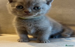 Scottish Fold cats for sale: Beautiful lilac Scottishfold straight ear kittens  - Image 21