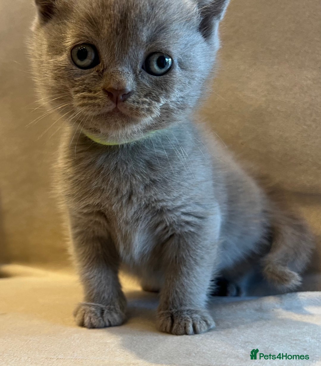 Scottish Fold cats for sale: Beautiful lilac Scottishfold straight ear kittens  - Image 21
