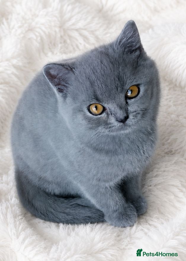 British Shorthair cats 💙GORGEOUS GCCF REGISTERED BOY💙 - Advert 17
