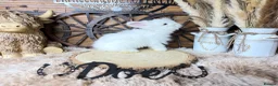 Angora rabbits for sale: PURE•PEDIGREE•ANGORAS🤍 - Advert 5