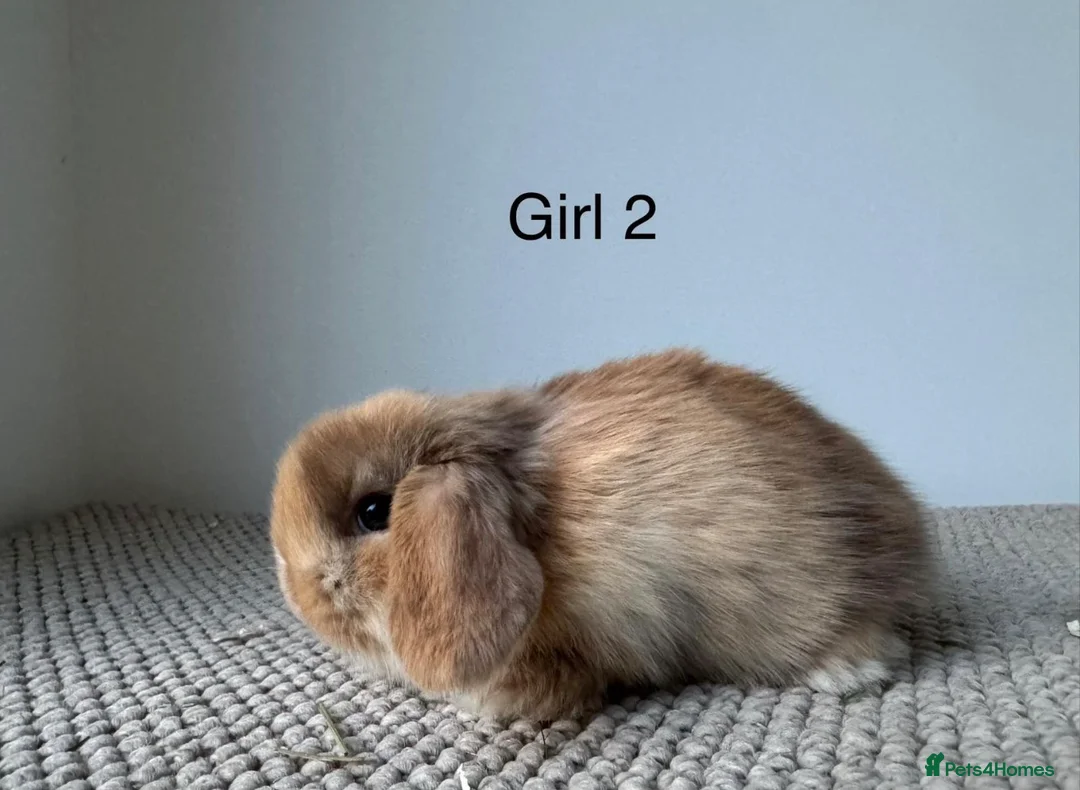 Mini Lop rabbits for sale: Stunning Chocolate Harlequin Mini Lops🍫🐰 - Advert 10